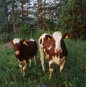 Lehmät_300 px